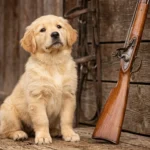 Gun Names For Dogs