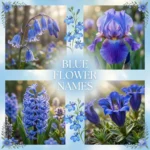 blue flower names